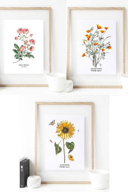 Set of 3 Botanical Sunflower Print Art - Thrill your walls now with this stunning Botanical print art set of sunflower, golden poppy, and rosa indica flowers. Any flower fanatics would cherish these one of a kind illustrations as a gift